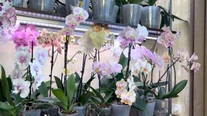 Орхидеи Биг липы цветения по сортам