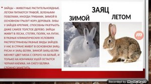 Естествознание "Лесной мир животных осенью". Воспитатель: Копа А.В