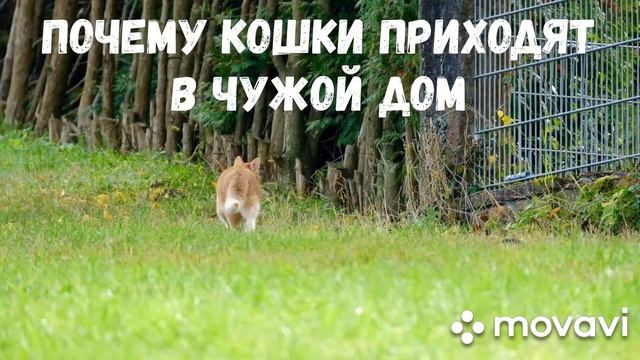 Почему кошки приходят в чужой дом? Народные приметы.