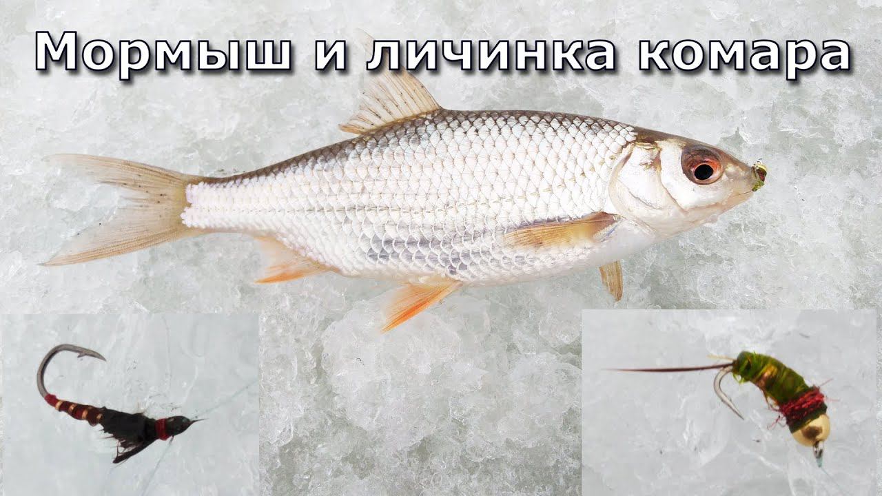 Нимфа Мормыш и buzzer "Личинка комара" в деле.