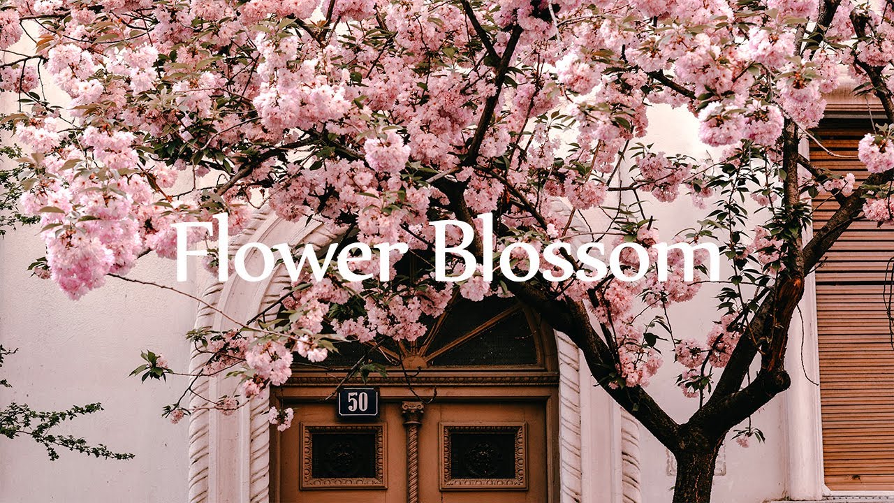 Роскошная фортепианная музыка. Инструментальная атмосферная, успокаивающая музыка. смотреть онлайн