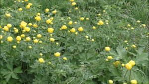 Юрий Кость Мой цветок