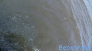 Бешеный клев крупного Верхогляда. Рыбалка на донный амортизатор  р. Амур