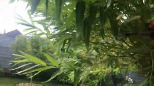 Датские Корни (Ива Плетёная ,Ива  Прутовидная) Уход,