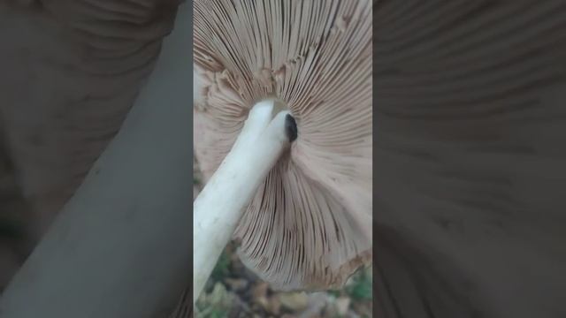Съедобный гриб чернушка