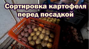 Отбираем картофель перед посадкой