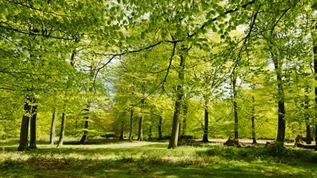 Alessandro Moreschi - Alessandro Moreschi - 13. Bach-Gounod - Incipt Lamentatio (Gregorian Chant) смотреть онлайн