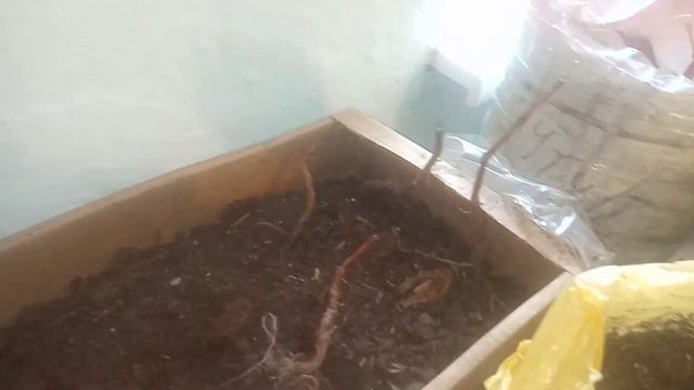 Годовые саженцы винограда из косточки. смотреть онлайн