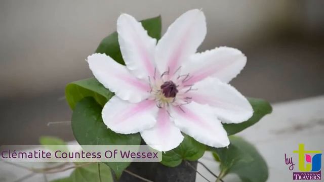 Clématite Countess of Wessex Evipo073 - Pépinières TRAVERS - Spécialiste des plantes grimpantes
