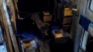 Содержание телят до 3-х месяцев