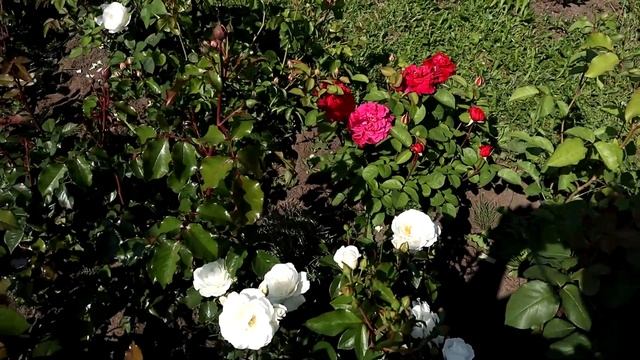 Роза Эл Ди Брейтуэйт - английская роза Д.Остина, rose L D Braithwaite! смотреть онлайн