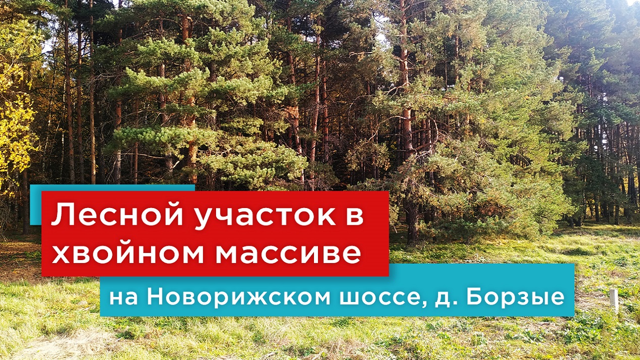 Участок со взрослыми хвойными деревьями на 53 сотках под бизнес в Борзых на Новорижском шоссе.