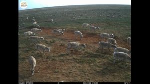 Приоткрывая заповедные двери... Апрель и сайгаки