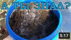 ТРАВЯНОЙ НАСТОЙ - лучшее удобрение ПОШАГОВО!