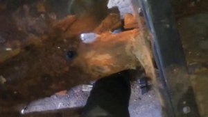 Где находится номер кузова на автомобиле Mercedes-Benz W210