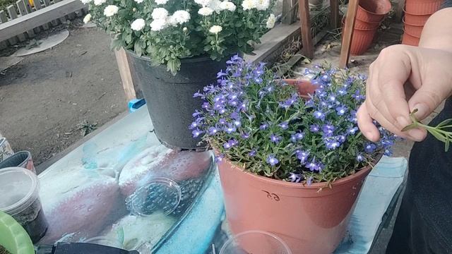 Вегетативная лобелия. Забыла про лобелию? Срочно черенкую!