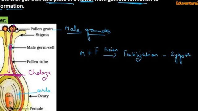 Trace the change that take place in a flower from gamete formation to fruit formation. Class10 Boar