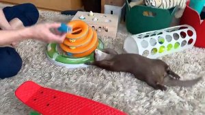 Игровые тренировки с выдрами. | Домашняя выдра.