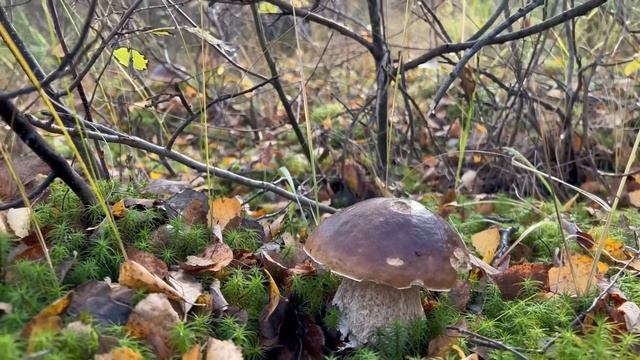 ГРИБНОЙ ИТОГ 2022 ! ОСЕНЬ часть 2 ! Грибы 2022 ! смотреть онлайн