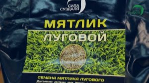 Газонная трава семена Мятлик луговой от компании Сила Суздаля