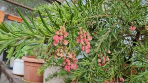 Весенний январь 2024. Готовим тУрт со шпинатом и сёмгой