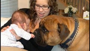 Брутальный бульмастиф в одночасье стал нежным и заботливым, когда в семье появился малыш!