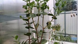 Псидиум Кеттли (лимонная гуава). Формировка для максимального плодоношения.