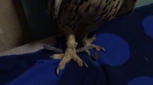 Игра с филином Ёлкой в хваталки. Ёль победила.