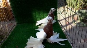 Узбекские бойные голуби / Usbekische Tauben ( Сергей Корчуганов , Саратов )