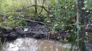 пруд в лесу своими руками. часть 3