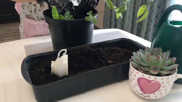 Маракуйя северная, сажаю черенки в землю. смотреть онлайн