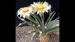 Astrophytum caput medusae