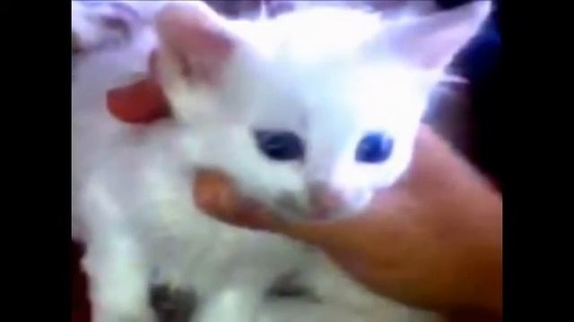 Ванская кошка Леся и Компания слайд-шоу