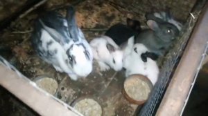 ОБЗОР МОЕГО КРОЛИЧЬЕГО ХОЗЯЙСТВА / КРОЛИКОВОДСТВО В ДОМАШНИХ УСЛОВИЯХ