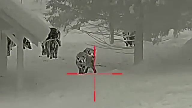 охота на кабана 2022 смотреть онлайн