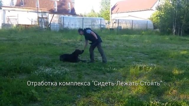 Дратхаар ГАБРИЭЛЬ. Возраст 1 год.