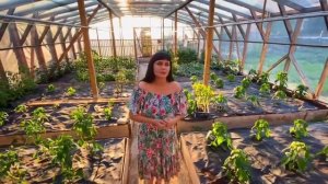 Отзыв о пленке СВЕТЛИЦА ™ от питомника «Покровский сад»