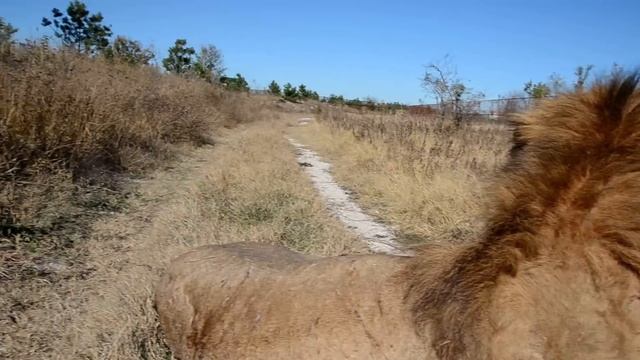 ПОСМЕЁМСЯ ! Как я охранял сон льва-вожака ! смотреть онлайн