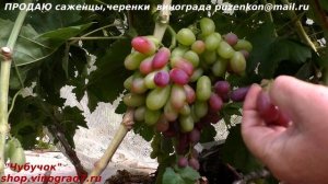 Виноград НАЙДЕН   необыкновенная форма ягоды и приятный вкус (Пузенко Наталья Лариасовна)