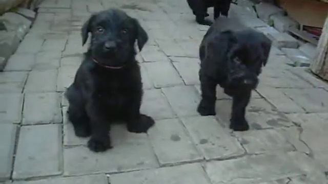 п-к Роман-Кош.Роман-Кош Венеция.ДЕТИ сестры РОМАН-КОШ Батерфляй, РК КИВИ НАПАДАЕТ НА КОЛУМБИЮ.17 ма смотреть онлайн