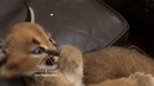 Каракал - котята, уютное детство.