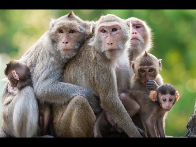 В Таиланде устроили праздник для терроризировавших туристов обезьян