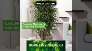 Виды драцен