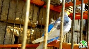 Птичий рынок Таджикистан город Канибадам. Разнообразные клетки для певчих птиц щегол, канарейка