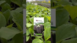 Старт продажи рассады на агрокомплексе