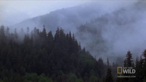 Охота медведя гризли (лат. Ursus arctos horribilis)