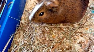 Лайфхаки для МОРСКИХ свинок