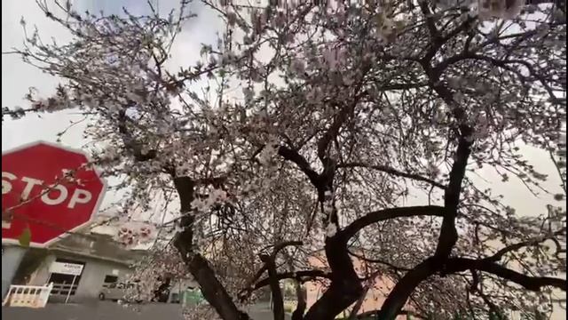 Тенерифе. Вилафлор. Пришла весна, зацвел миндаль