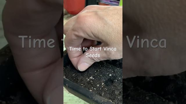 Cover Vinca seeds with soil. They need darkness to germinate.