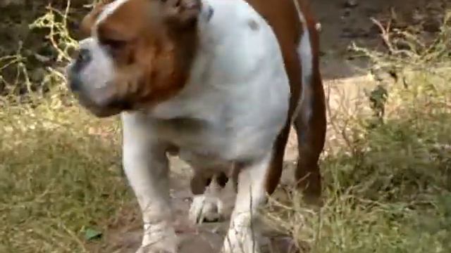 Лав Лап Топ Каммала. смотреть онлайн